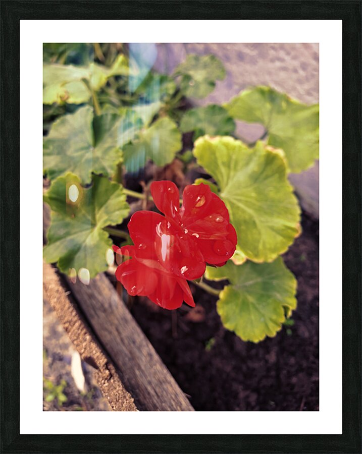 RED Picture Frame print