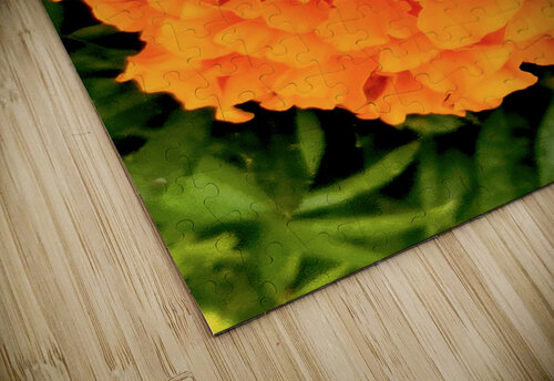 Orange Marigold Jamey Bester puzzle