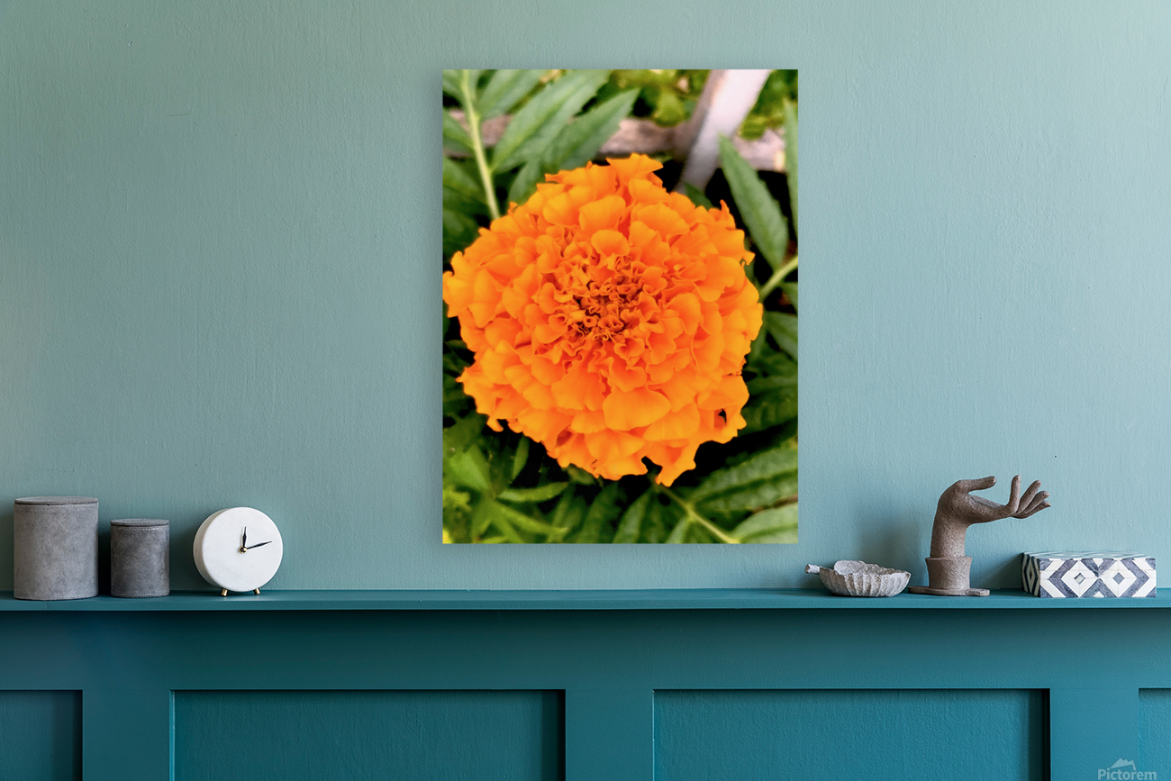 Orange Marigold Reproduction
