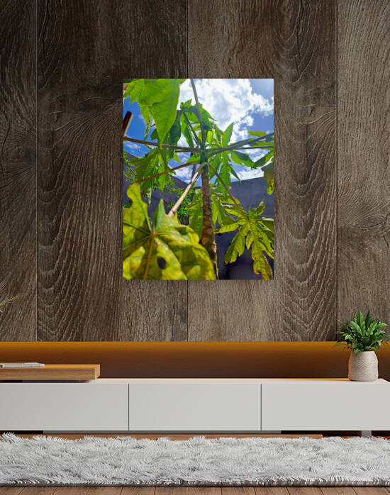 Tropical  Papaya Tree Leaves by Jamey Bester