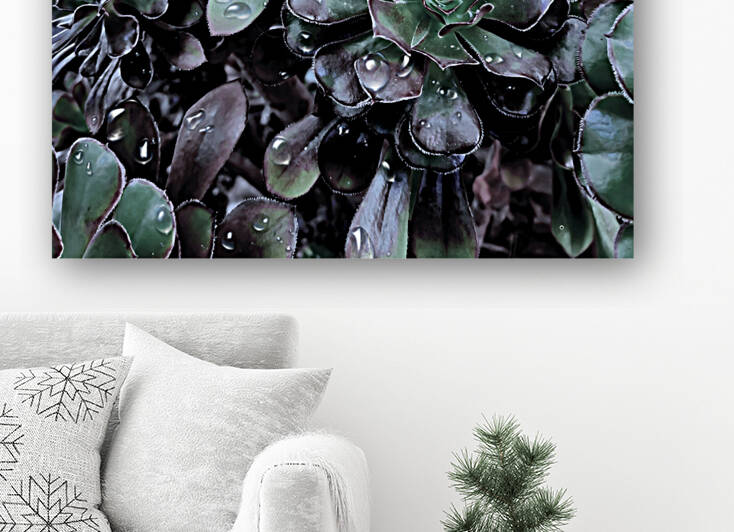 Calming  Succulents  by Jamey Bester