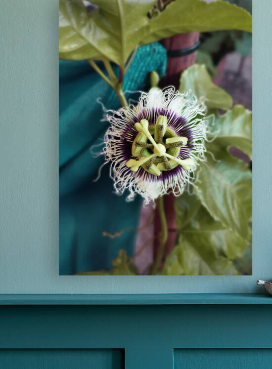 Mystical Passionfruit flower by Jamey Bester
