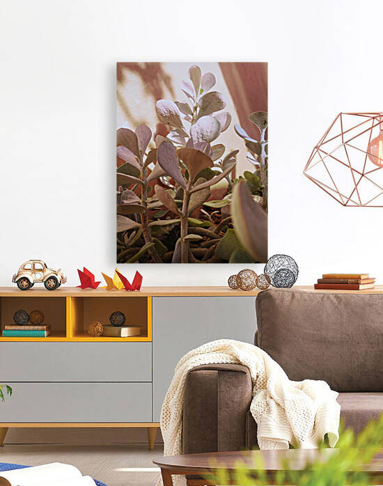 Early morning Succulent forrest by Jamey Bester