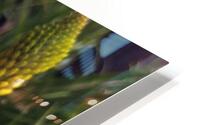 Yellow Flowering HD Metal print