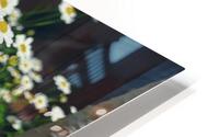 Chamomile Flower patch HD Metal print