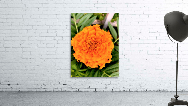 Orange Marigold Wall Preview
