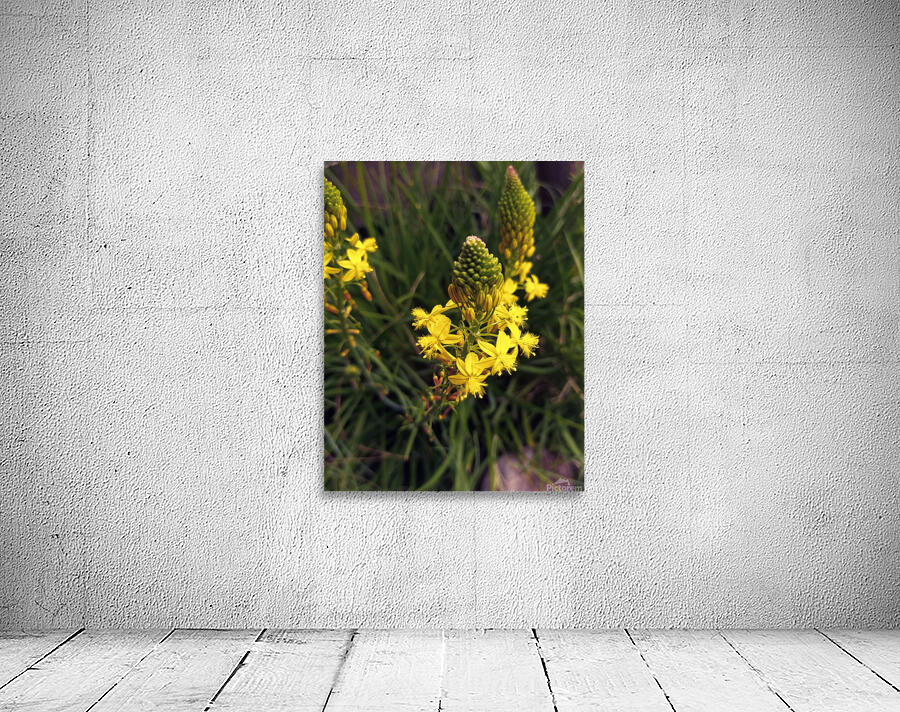 Yellow Flowering Wall Preview
