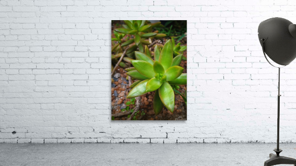 Juicy Succi Wall Preview