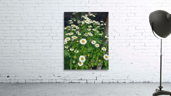 Chamomile Flower patch Wall Preview