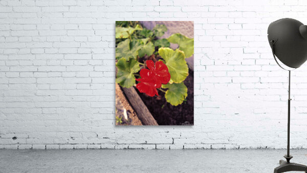 RED Wall Preview