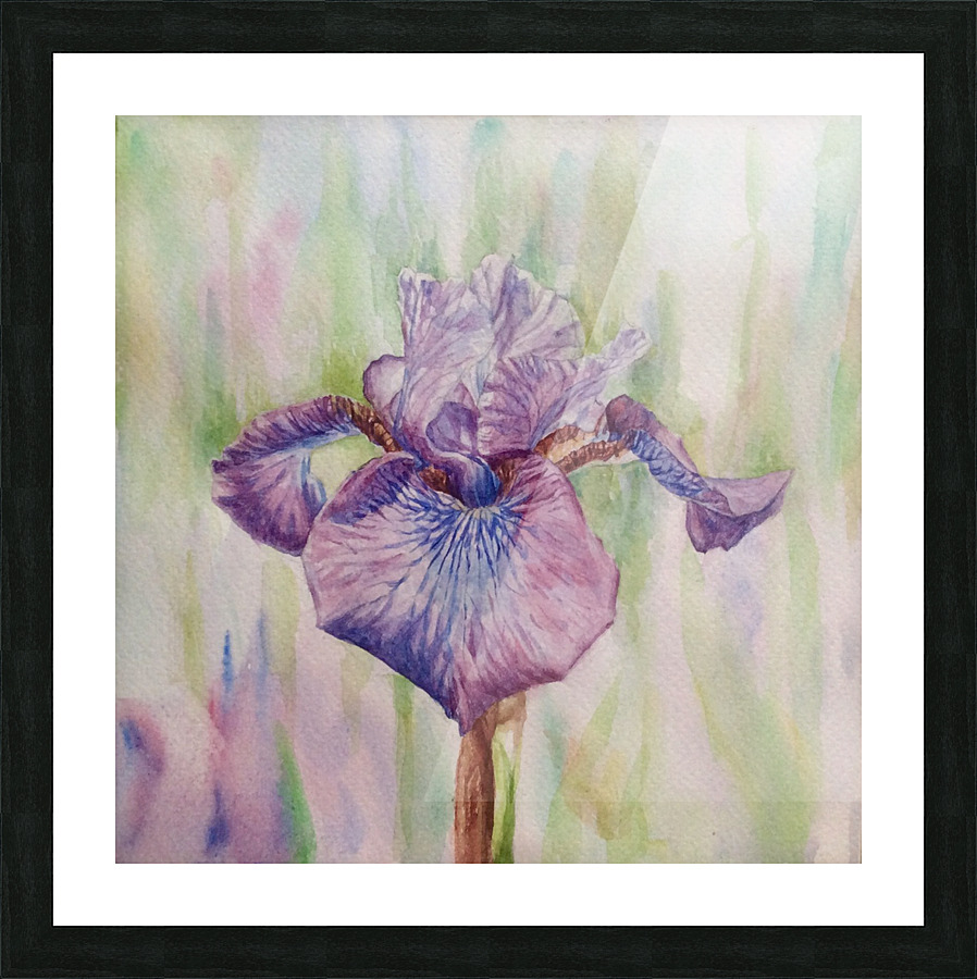 Lilac Iris Picture Frame print