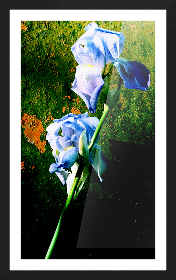 00122 Backyard Beauties Picture Frame print