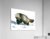 wolverine canvas Acrylic Print