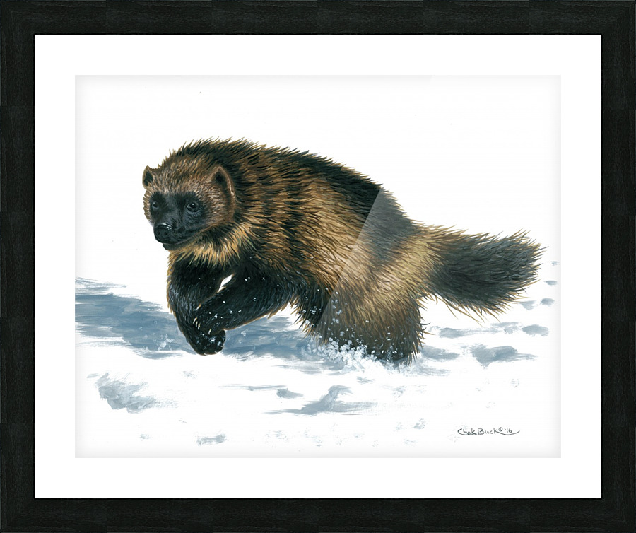 wolverine canvas Picture Frame print