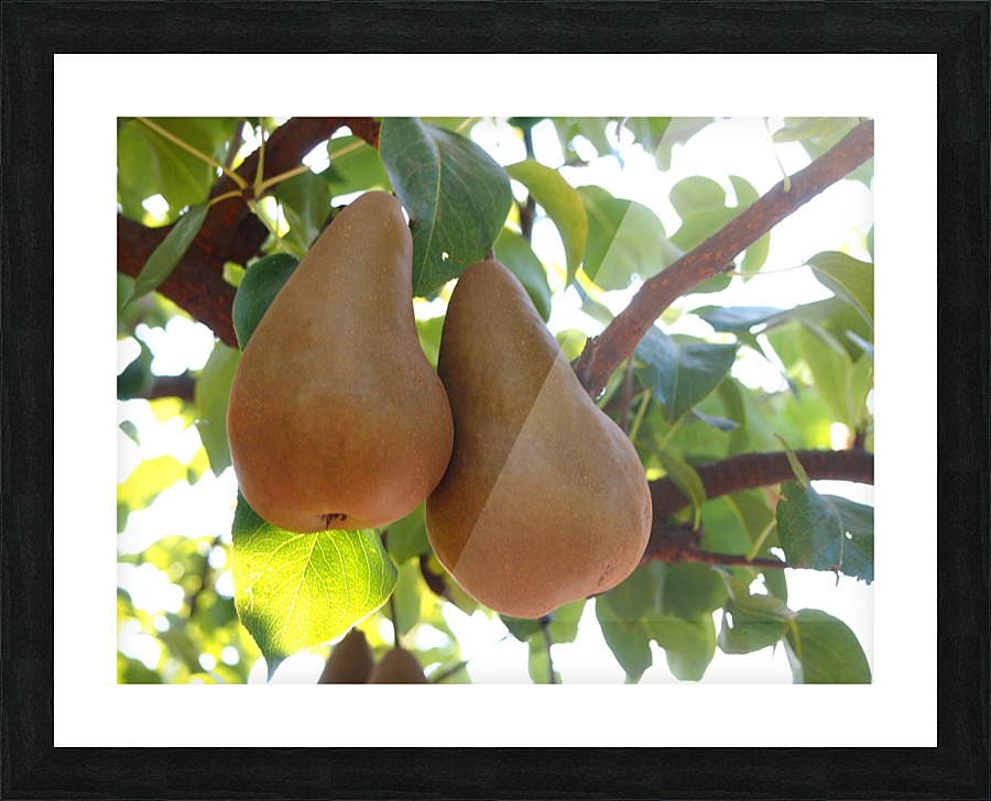 P9200475 Picture Frame print