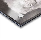 Lion_DKS Acrylic print