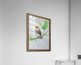 Sparrow_DKS Acrylic Print