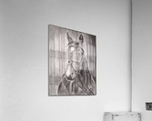 Horse_DKS Acrylic Print