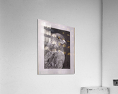 Falcon_DKS Acrylic Print
