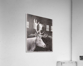 Stag_DKS Acrylic Print
