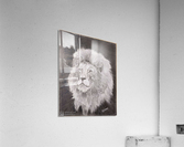 Lion_DKS Acrylic Print