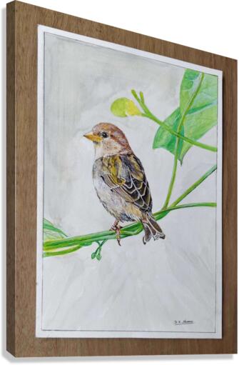 Sparrow_DKS Canvas Print