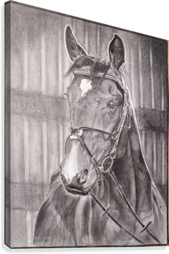 Horse_DKS Canvas Print