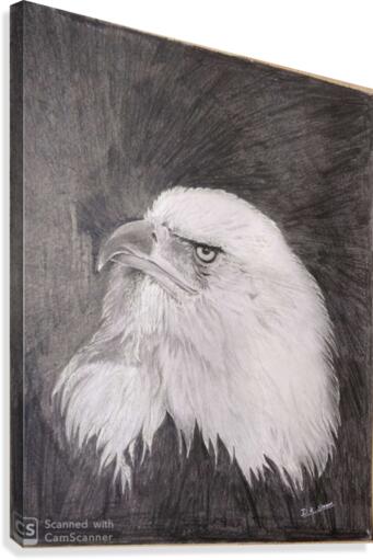 Eagle_DKS Canvas Print