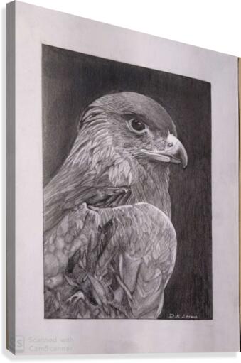 Falcon_DKS Canvas Print