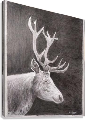 Stag_DKS Canvas Print