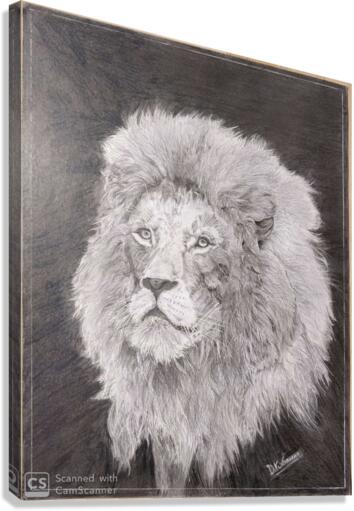 Lion_DKS Canvas Print