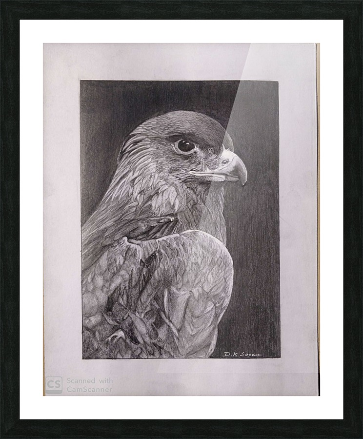 Falcon_DKS Picture Frame print
