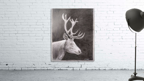 Stag_DKS Wall Preview