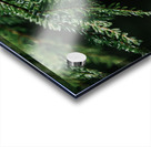 Forest Green Acrylic print