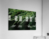 Forest Green Acrylic Print