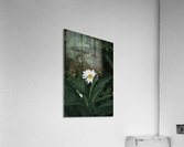 Dear Daisy Acrylic Print