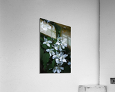 Secret Garden Acrylic Print