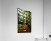 Green Wanders Acrylic Print