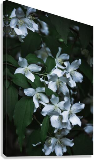 Secret Garden Canvas Print