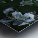 Secret Garden Metal print