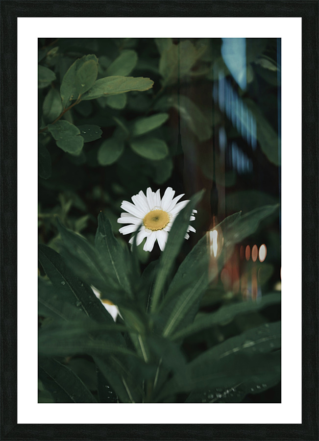 Dear Daisy Picture Frame print