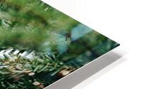 Forest Green HD Metal print