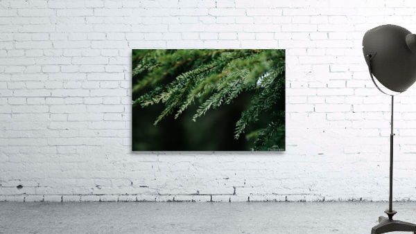 Forest Green Wall Preview