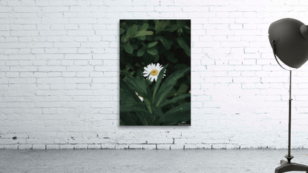 Dear Daisy Wall Preview