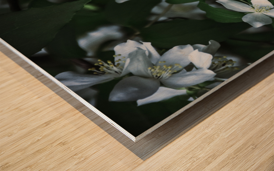 Secret Garden Wood print