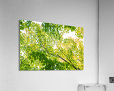 Medecina Acrylic Print