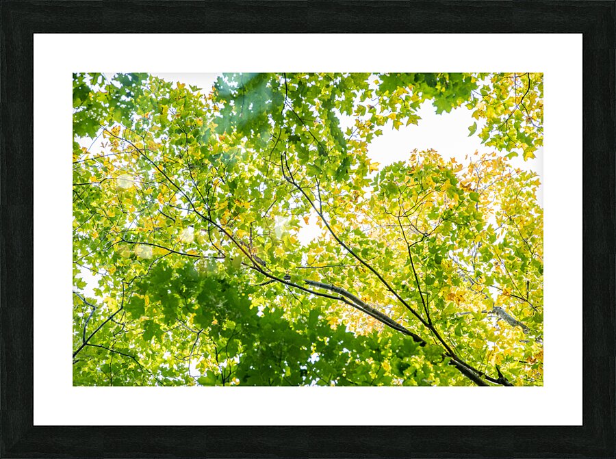 Medecina Picture Frame print