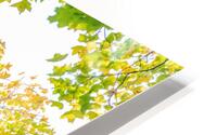 Medecina HD Metal print