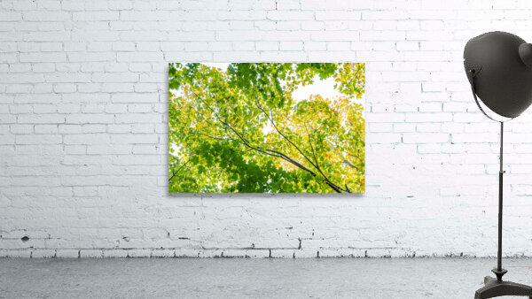 Medecina Wall Preview