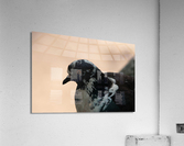 Brave Bird Acrylic Print
